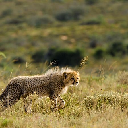 Kwandwe Private Game Reserve - Ecca Lodge Grahamstown Exterior foto