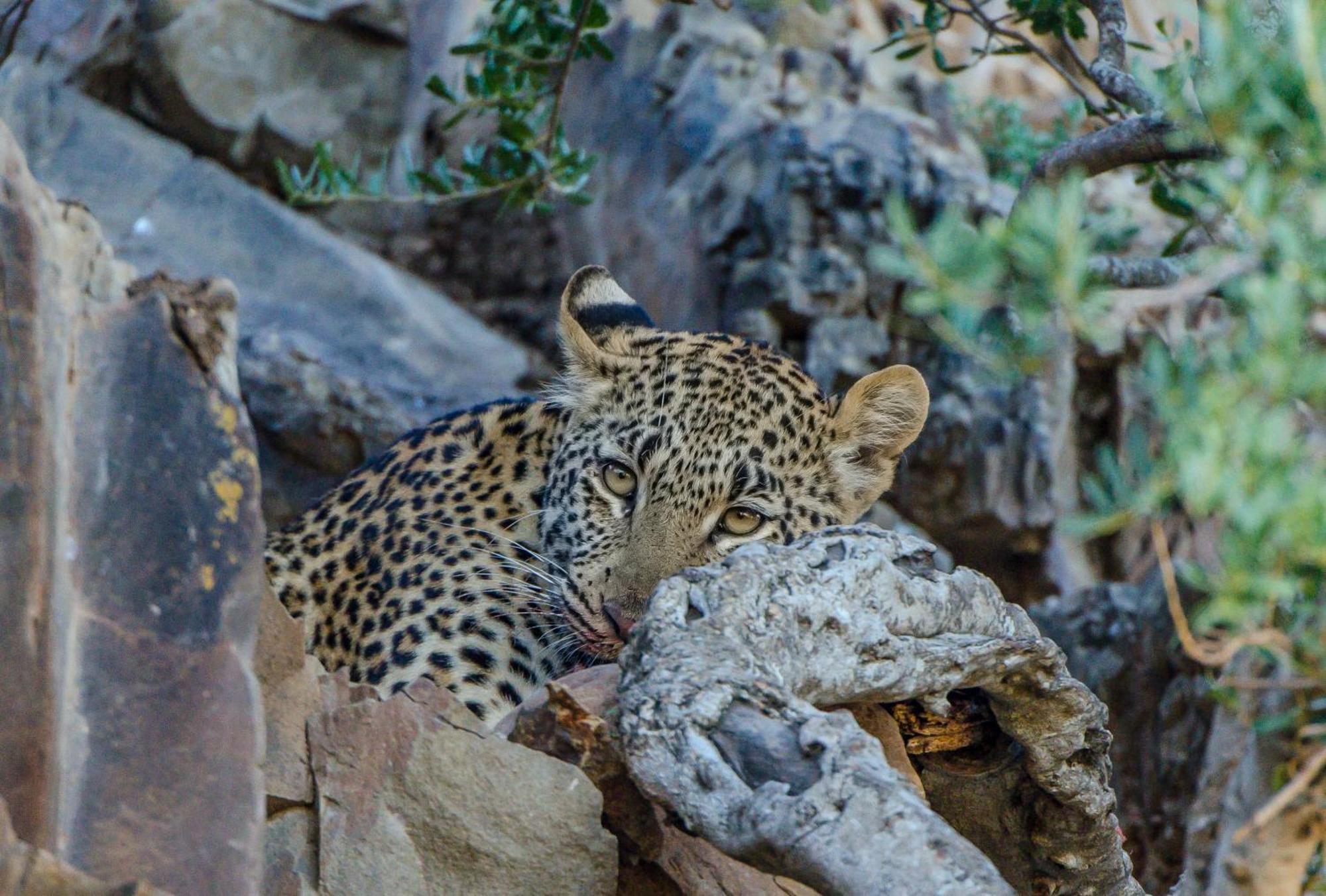 Kwandwe Private Game Reserve - Ecca Lodge Grahamstown Exterior foto