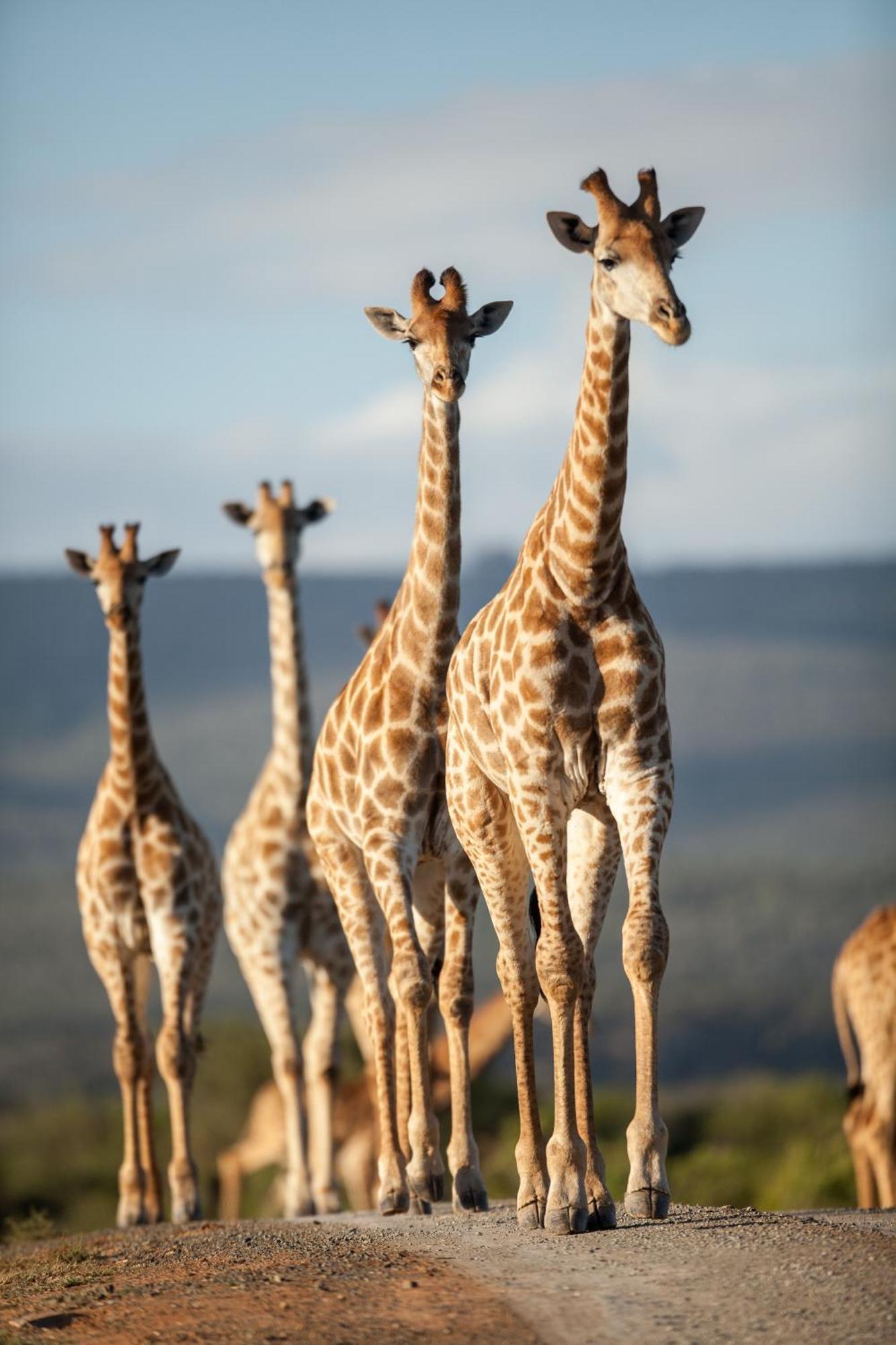 Kwandwe Private Game Reserve - Ecca Lodge Grahamstown Exterior foto