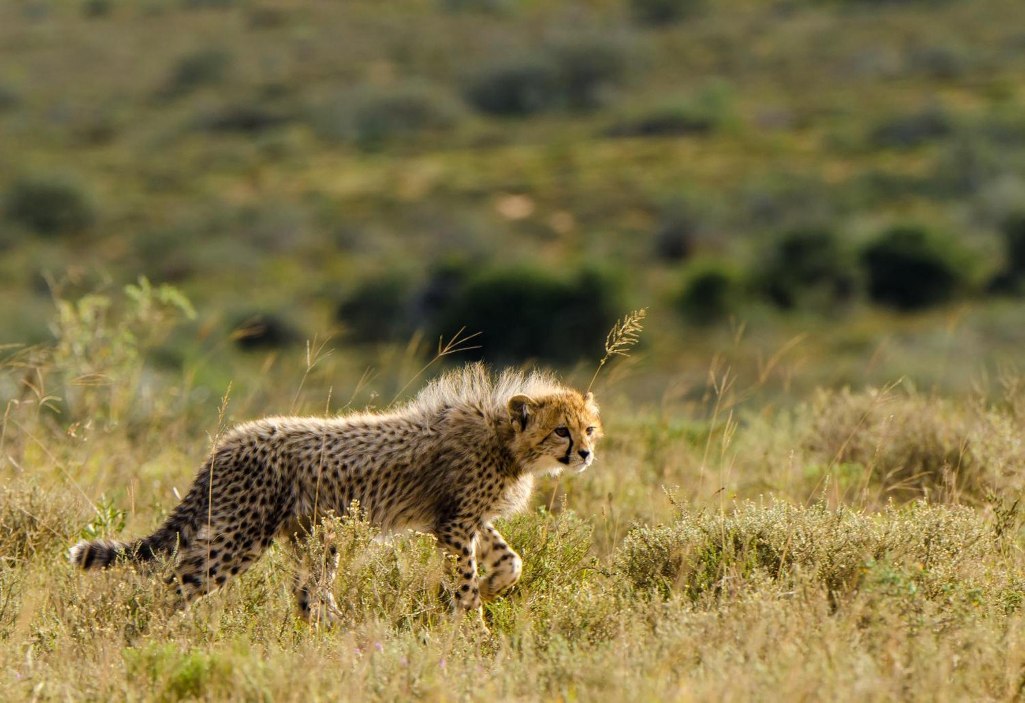 Kwandwe Private Game Reserve - Ecca Lodge Grahamstown Exterior foto